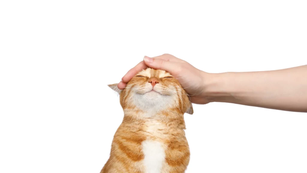 Buying & Selling Family Pets