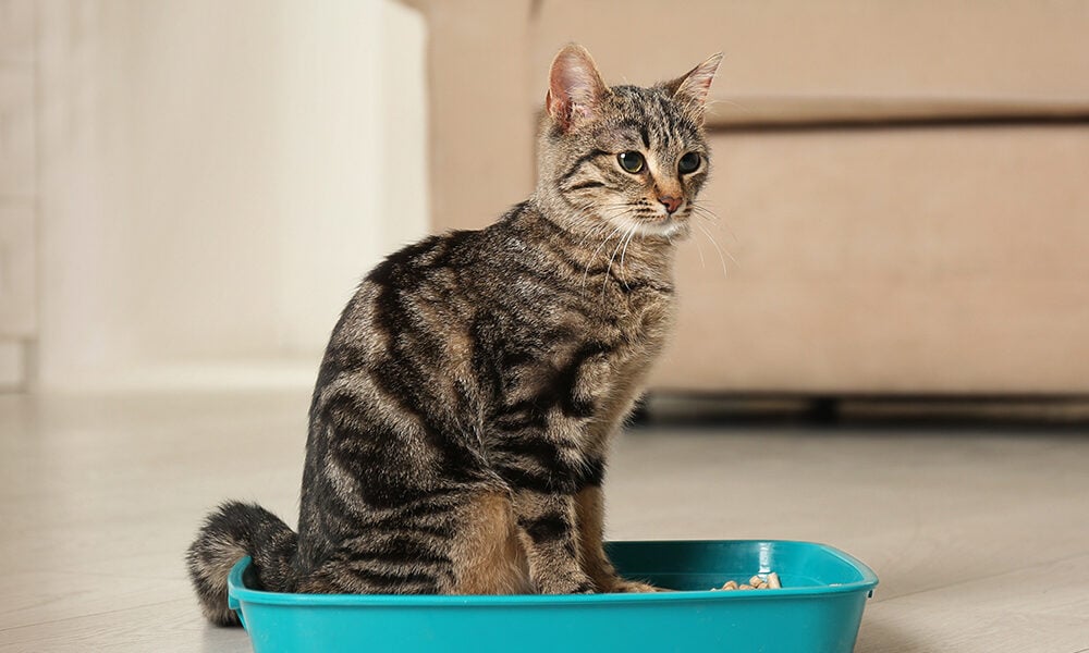 Image showcasing Cat Litter Box Training: Tips for Kittens and Adult Cats - TechBullion