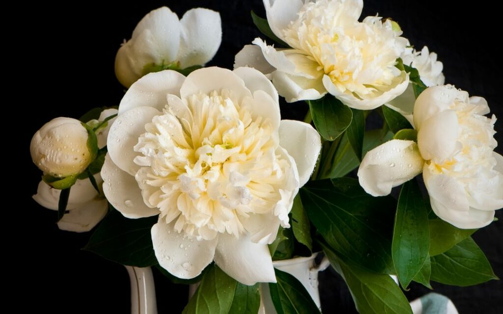 Peony