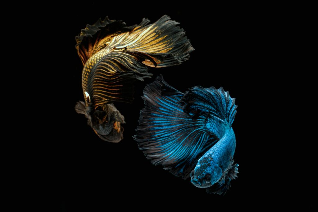 betta fish