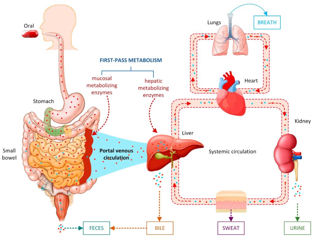 Pharmacological Studies