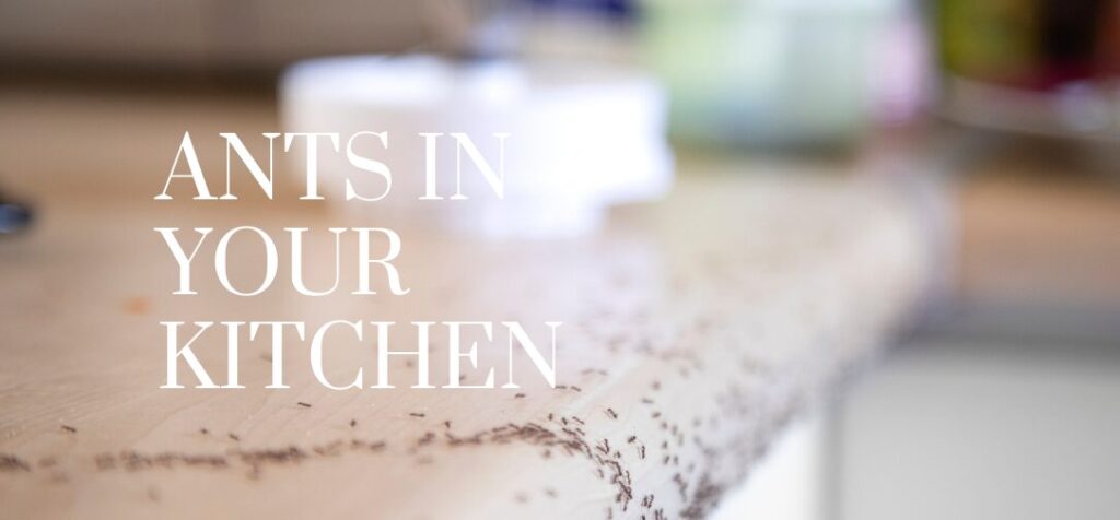 Why You Are Seeing More Ants in Your Kitchen?