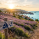 Purple hills and fragrant air