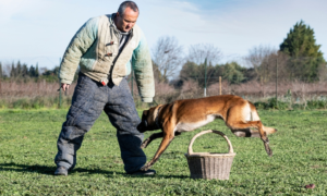 Dog Knockdown
