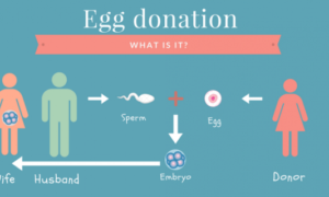 Egg Donation Explained: What Intended Parents