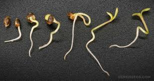 Buying Cannabis Seeds Online | A Complete Guide