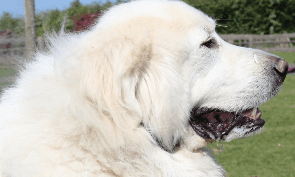 How To Make Your Home Extra-Friendly For Big Dog Companions