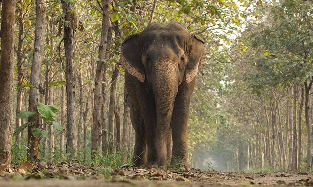 CITES Praises India’s Vantara for Setting Global Standards in Animal Welfare and Conservation