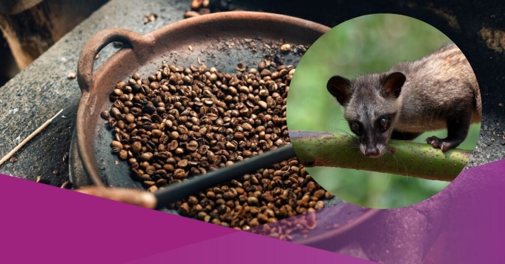 Discover the Best Luwak Coffee from Indonesia – Gayo, Bali Kintamani, and Toraja Luwak