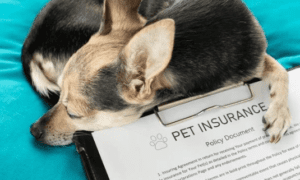 The New Digital Era of Legal Protection for Pet Owners