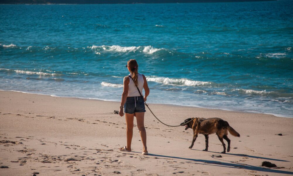 Exploring the Sunshine Coast With Your Dog: A Pet-Friendly Holiday Guide