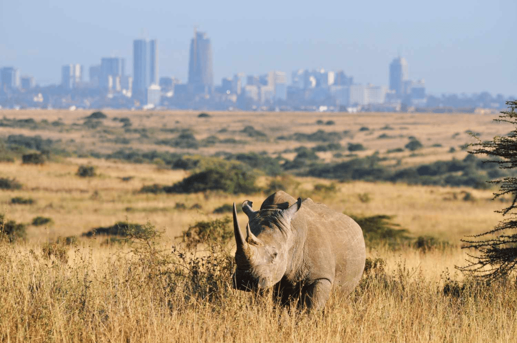 Masai Mara Trip Cost Breakdown & Nairobi Wildlife Tour