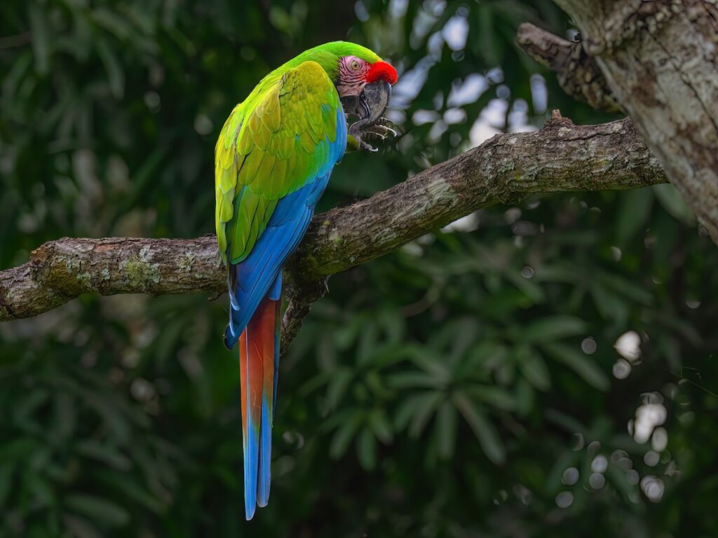 Military Macaws
