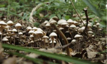 Psilocybin