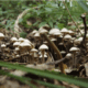 Psilocybin