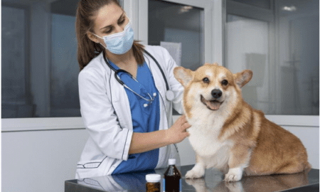 Pet Parent Should Consider