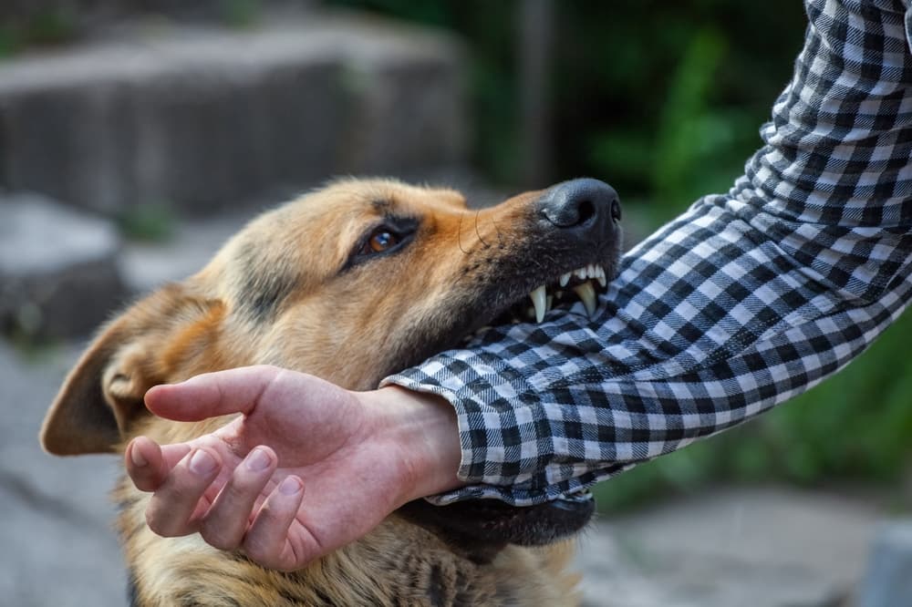 Protecting Your Health and Wealth After a Dog Bite Incident in Detroit