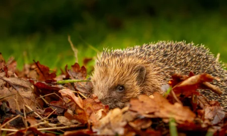 Right Wildlife Control