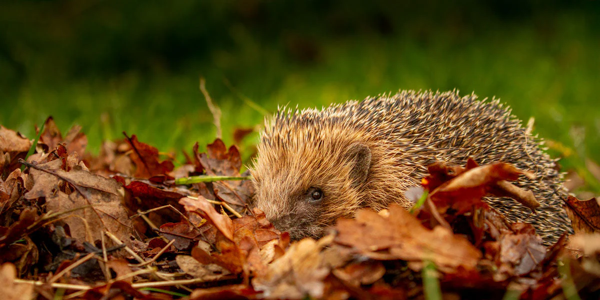 Choosing the Right Wildlife Control Solution for Long-Term Garden and Woodland Protection