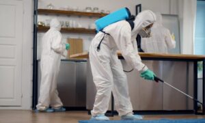 Pest Control in Toronto: The Cost of Waiting vs. the Cost of Acting