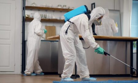 Pest Control in Toronto: The Cost of Waiting vs. the Cost of Acting