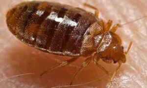 Bed Bugs in Toronto: What You Need to Know and What Actually Works