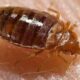 Bed Bugs in Toronto: What You Need to Know and What Actually Works
