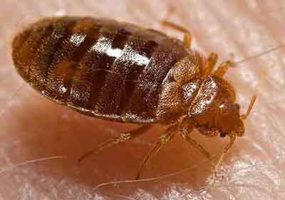 Bed Bugs in Toronto: What You Need to Know and What Actually Works
