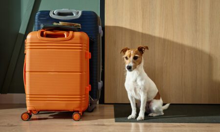 Best Pet Travel
