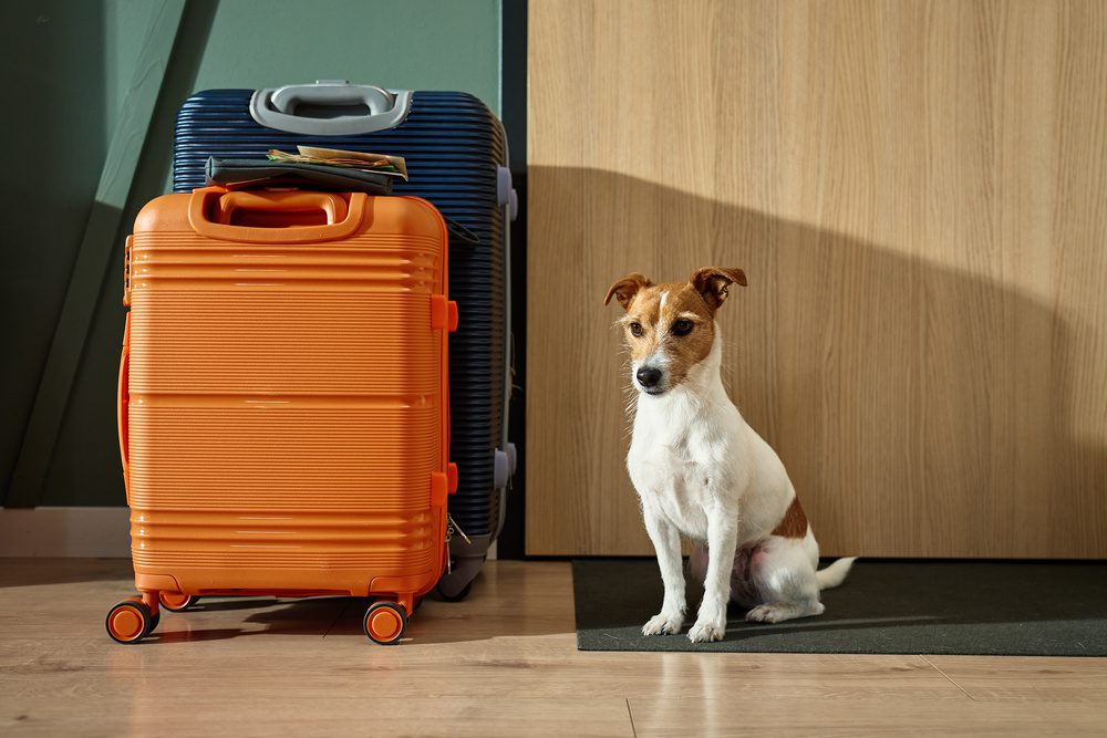 How to Choose the Best Pet Travel Option to Hong Kong