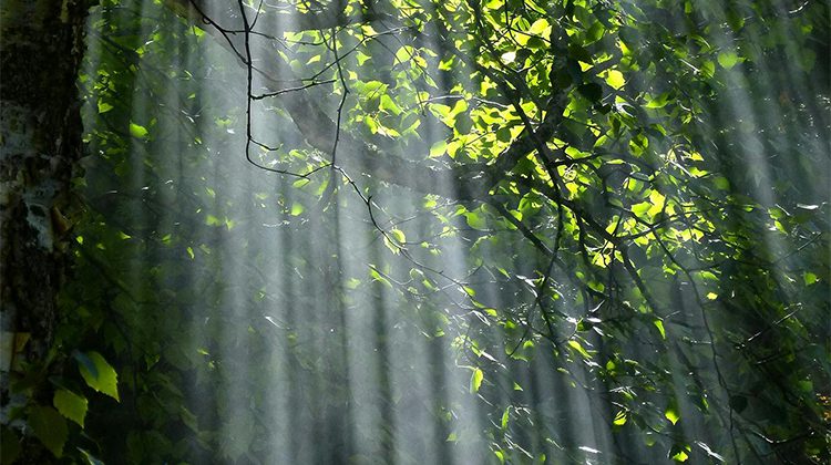 Making Sense of the Psychometric Jungle