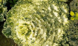 Best Frost-Tolerant Plants for North Texas