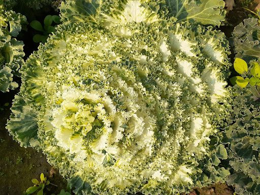 Best Frost-Tolerant Plants for North Texas