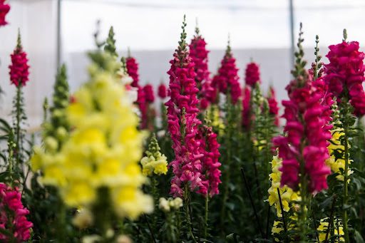 Best Frost-Tolerant Plants for North Texas