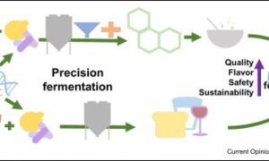 The Intelligent Plate: Precision Fermentation, Vertical Farming, and the Food Revolution of 2026