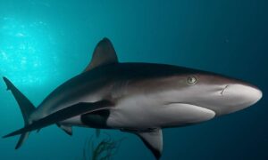 Shark Cage Diving Ethical