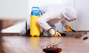 Cockroach Exterminator Services