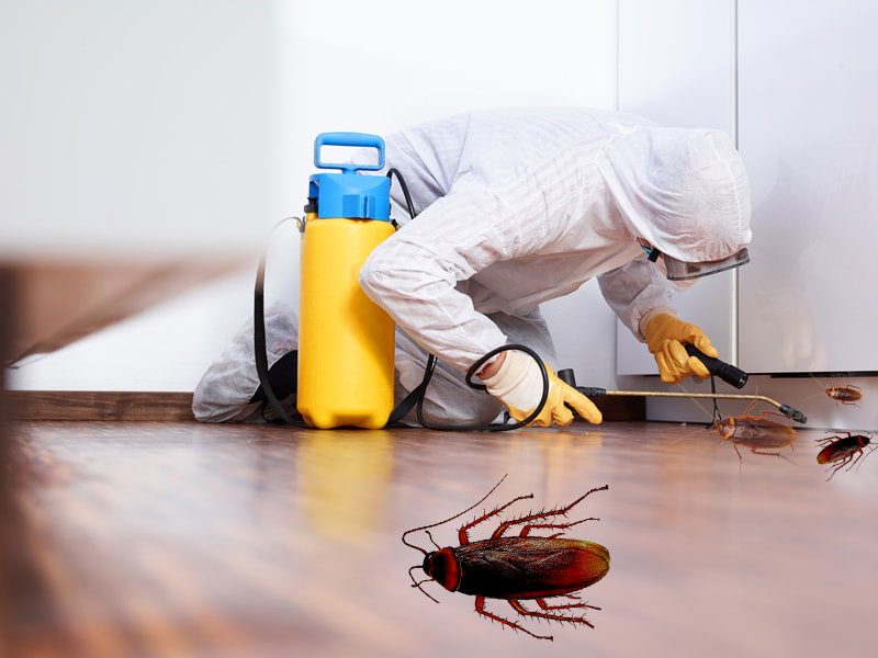 Reliable Cockroach Exterminator Services to Safely Remove Infestations from Homes and Businesses