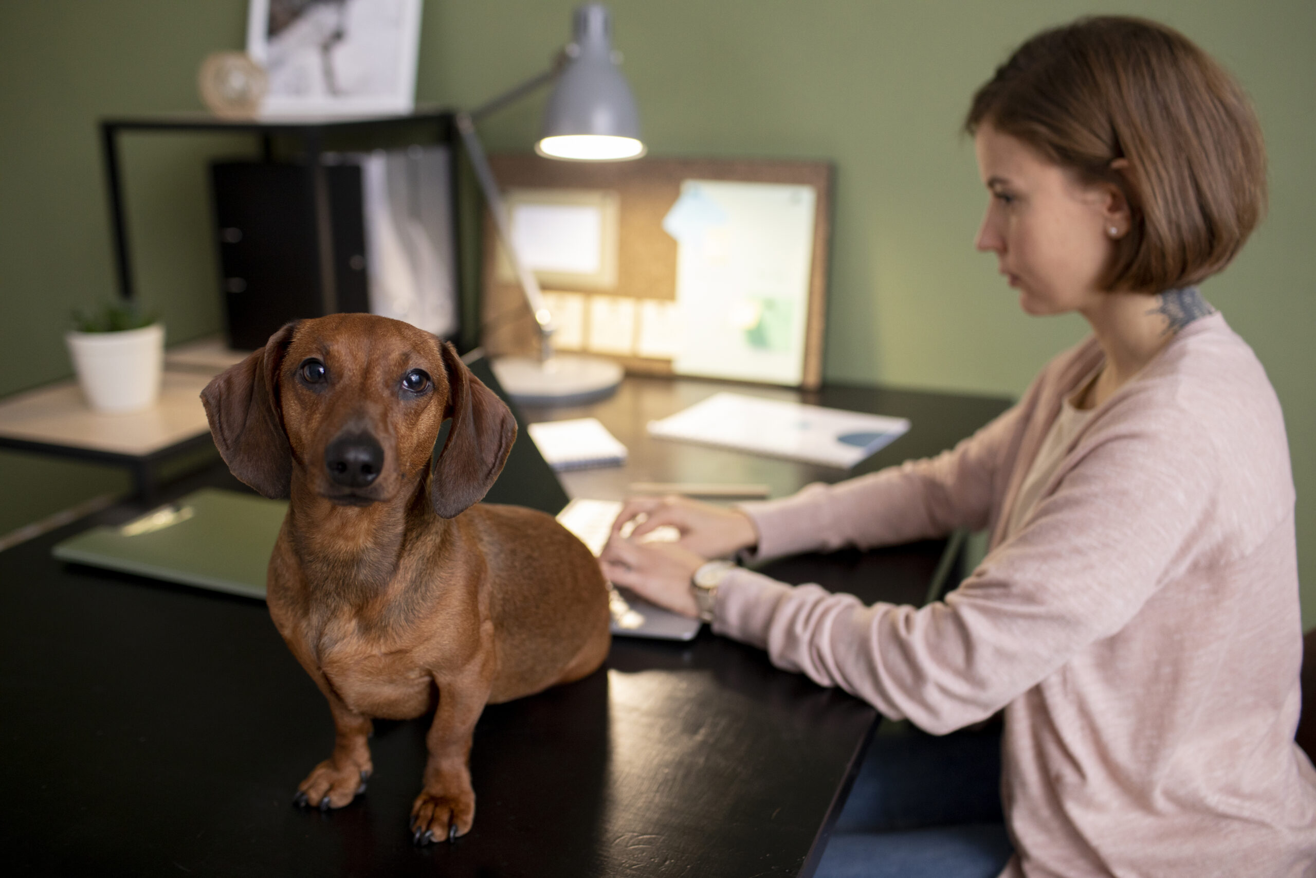 Exclusive Interview: How Qinghua Siluo Is Redefining Pet Care Through Award-Winning Design