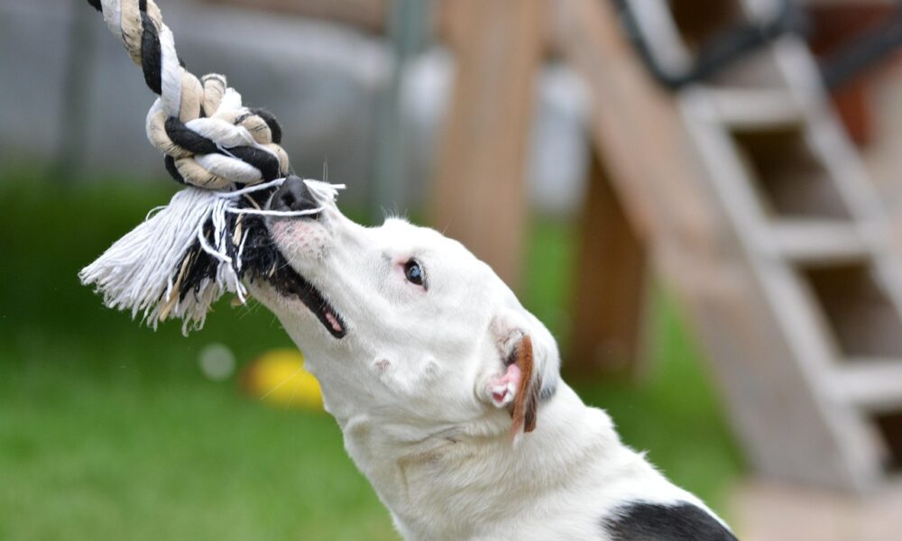 When a Dog Bite Happens in Salt Lake City: What Really Matters Next