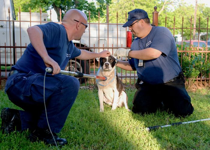 How Animal Control Services Keep Your Community Safe