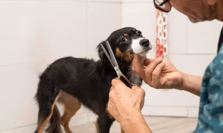 Straight vs. Curved: Choosing the Perfect Shears for Your Dog’s Coat