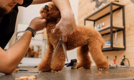 The Ultimate Guide to Professional Dog Grooming: Choosing the Right Tools for a Salon-Finish at Home