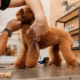 The Ultimate Guide to Professional Dog Grooming: Choosing the Right Tools for a Salon-Finish at Home