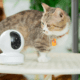 Best Pet Cameras Without Subscription