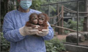 Two-Headed Monkey Born at Great Plains Zoo Exhibits Unified Brain Activity