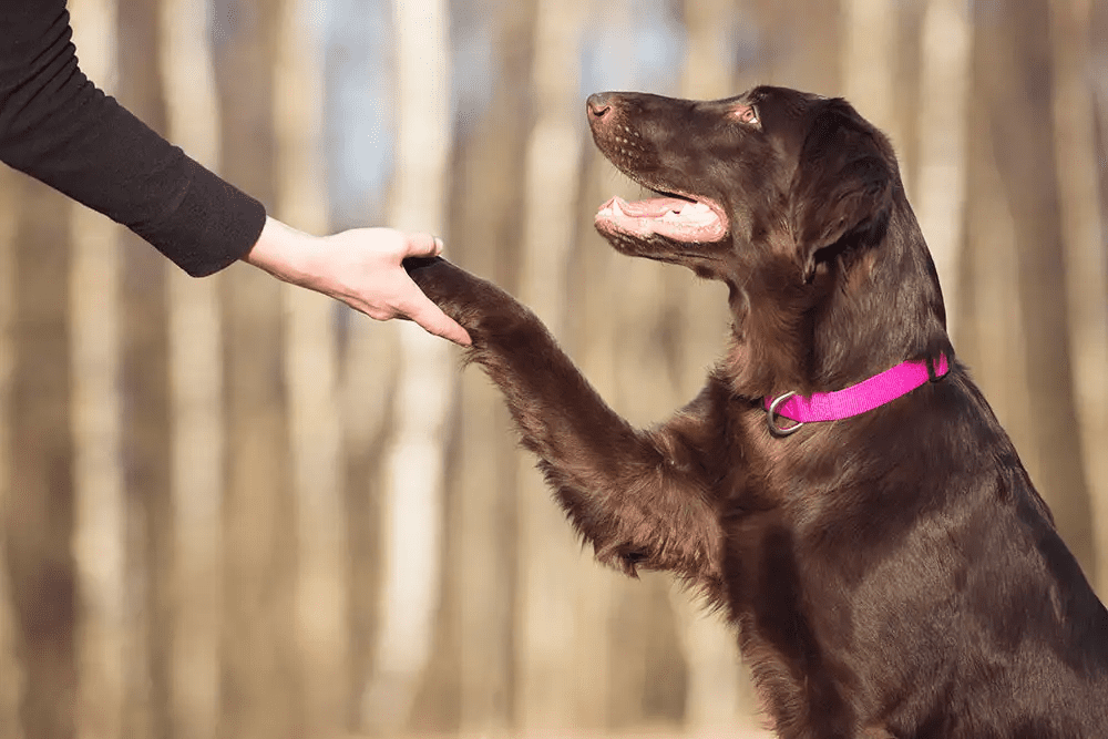 Mastering the Art of Dog Training: A Complete Guide to Raising a Well-Behaved and Happy Companion