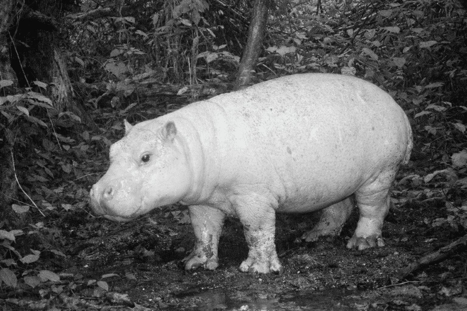 Rare Albino Pygmy Hippo “Phantom” spotted in Liberias Sapo National Park