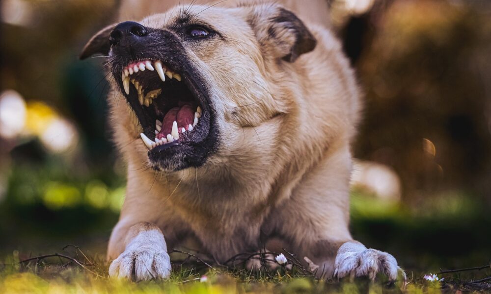 Dog Bite Laws in Pennsylvania: What Victims Need to Know About Liability and Compensation