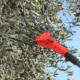 Olive Harvesting